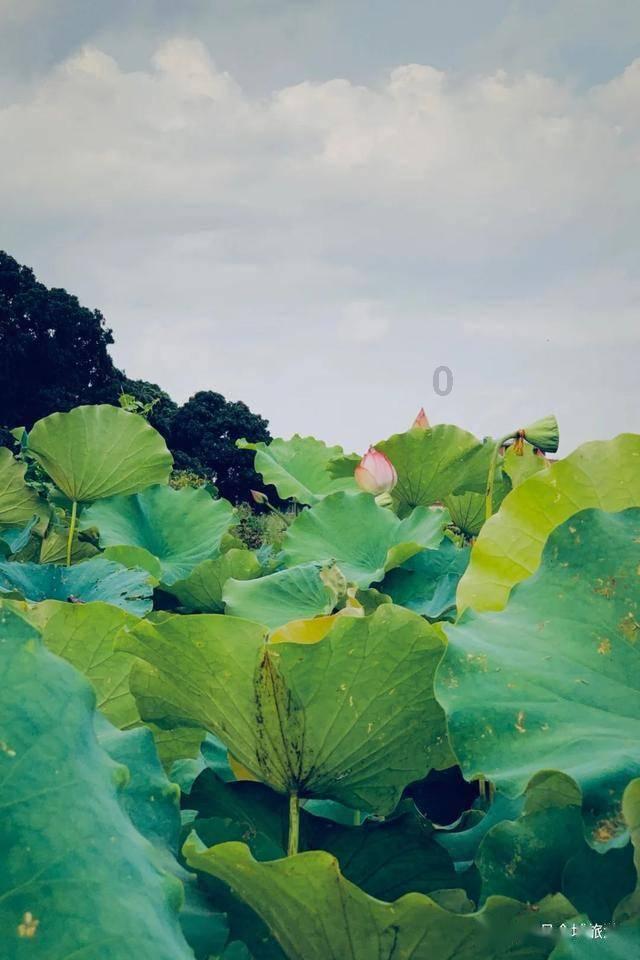 决战平安京